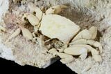 Fossil Crab (Potamon) Preserved in Travertine - Turkey #112342-5